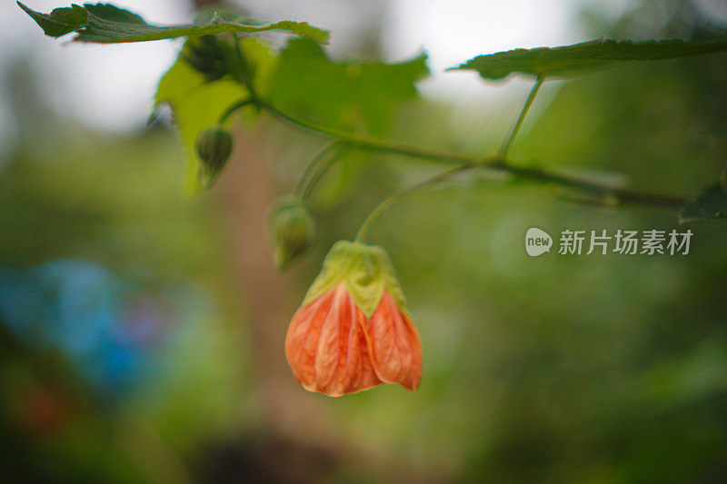 Abutilon Pictum中国灯笼花库存照片